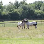 Hollerbusch *